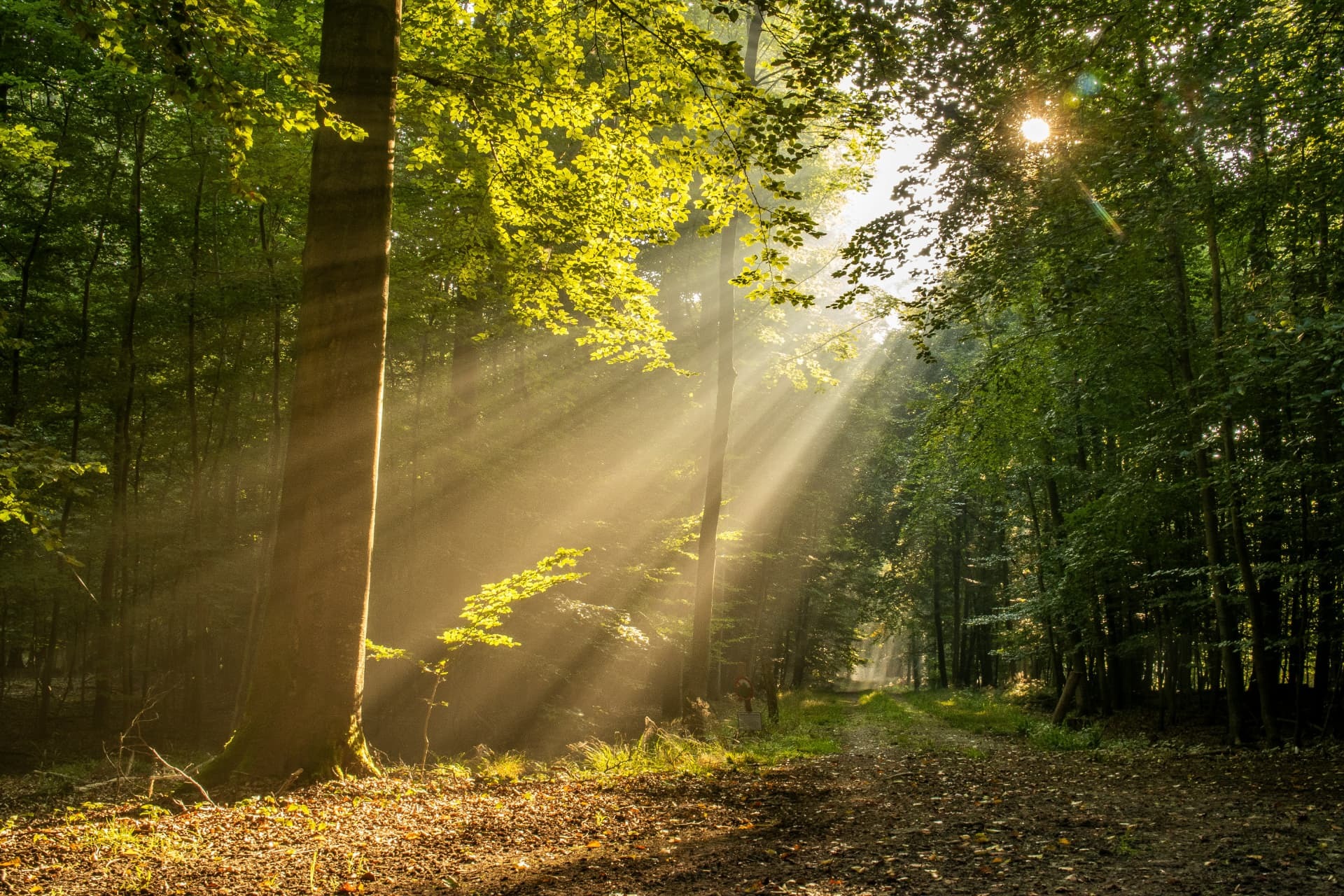 Sunbeams falling through a leafy woodland onto a forest path